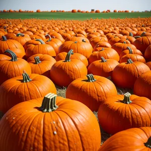 Festive Fall Harvest: Vibrant Orange Pumpkins