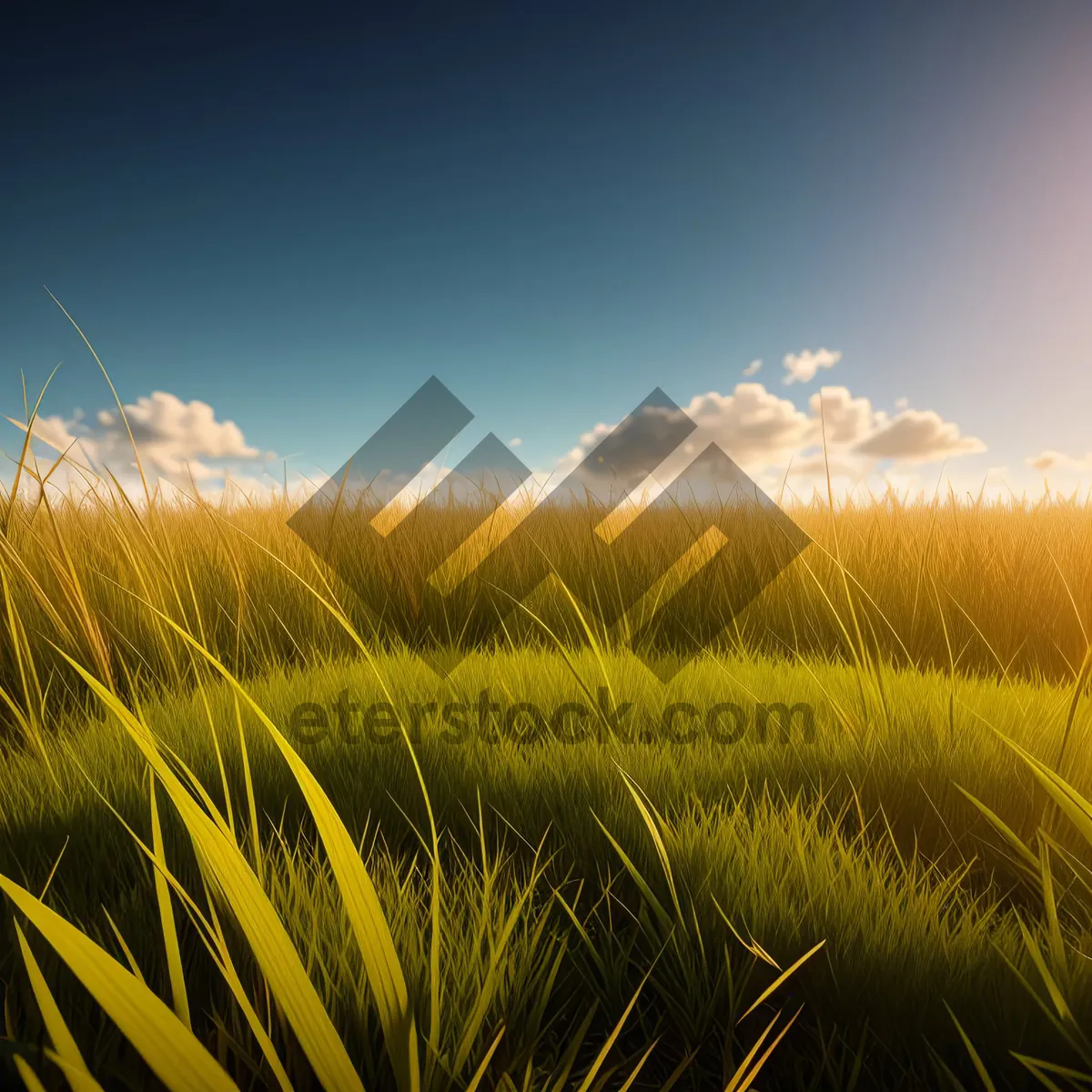 Picture of Idyllic wheat field under sunny sky