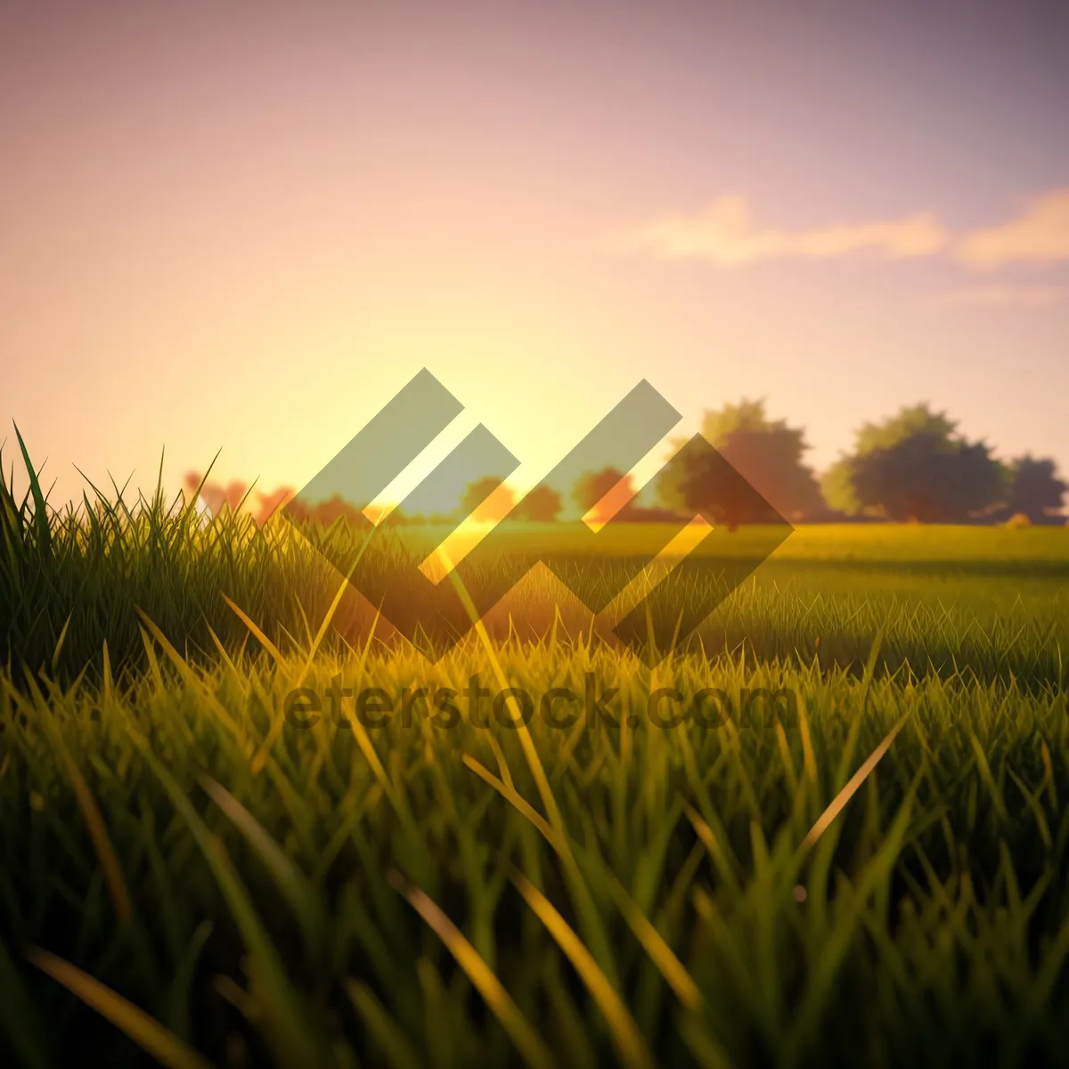 Picture of Golden Wheat Field Under Blue Sky