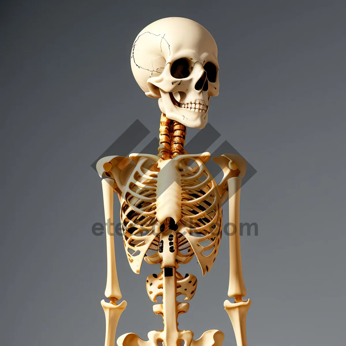 Picture of Anatomical 3D Human Skeleton - X-Ray View