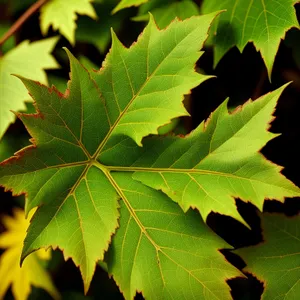 Vibrant Maple Leaves in Summer Forest