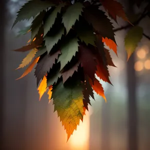 Vibrant Fall Foliage Under Golden Autumn Sun