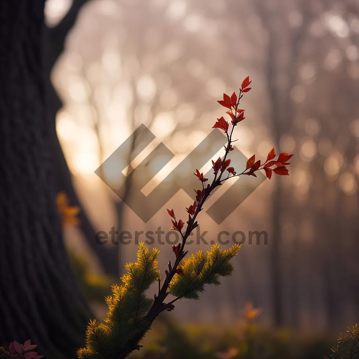 Picture of Blooming Spring Tree against Snowy Sky