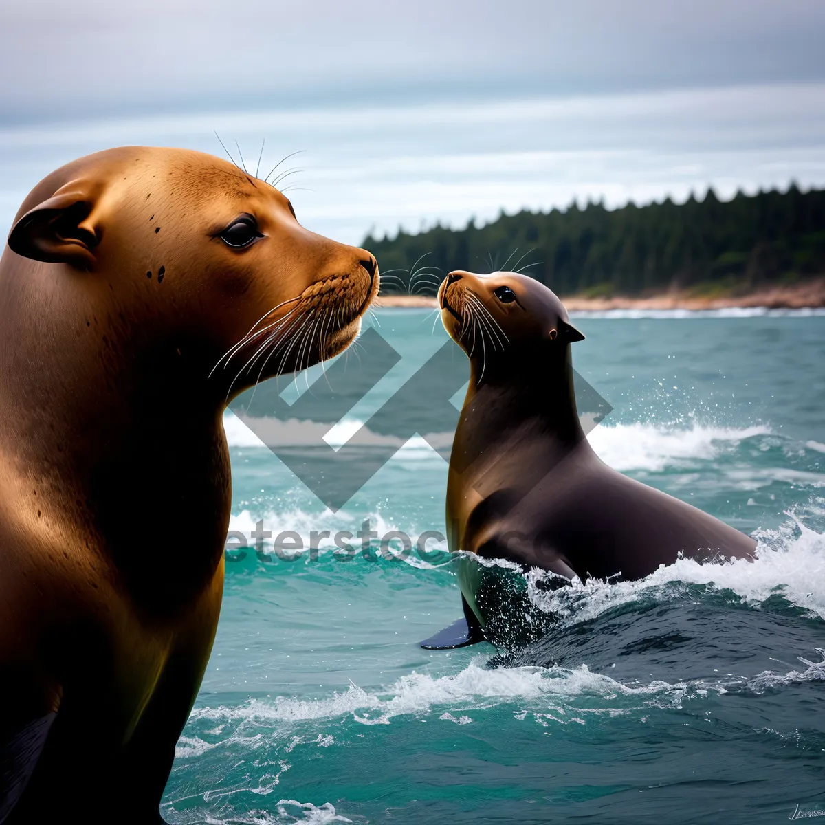 Picture of Playful Sea Lion Splashing in Ocean Waves