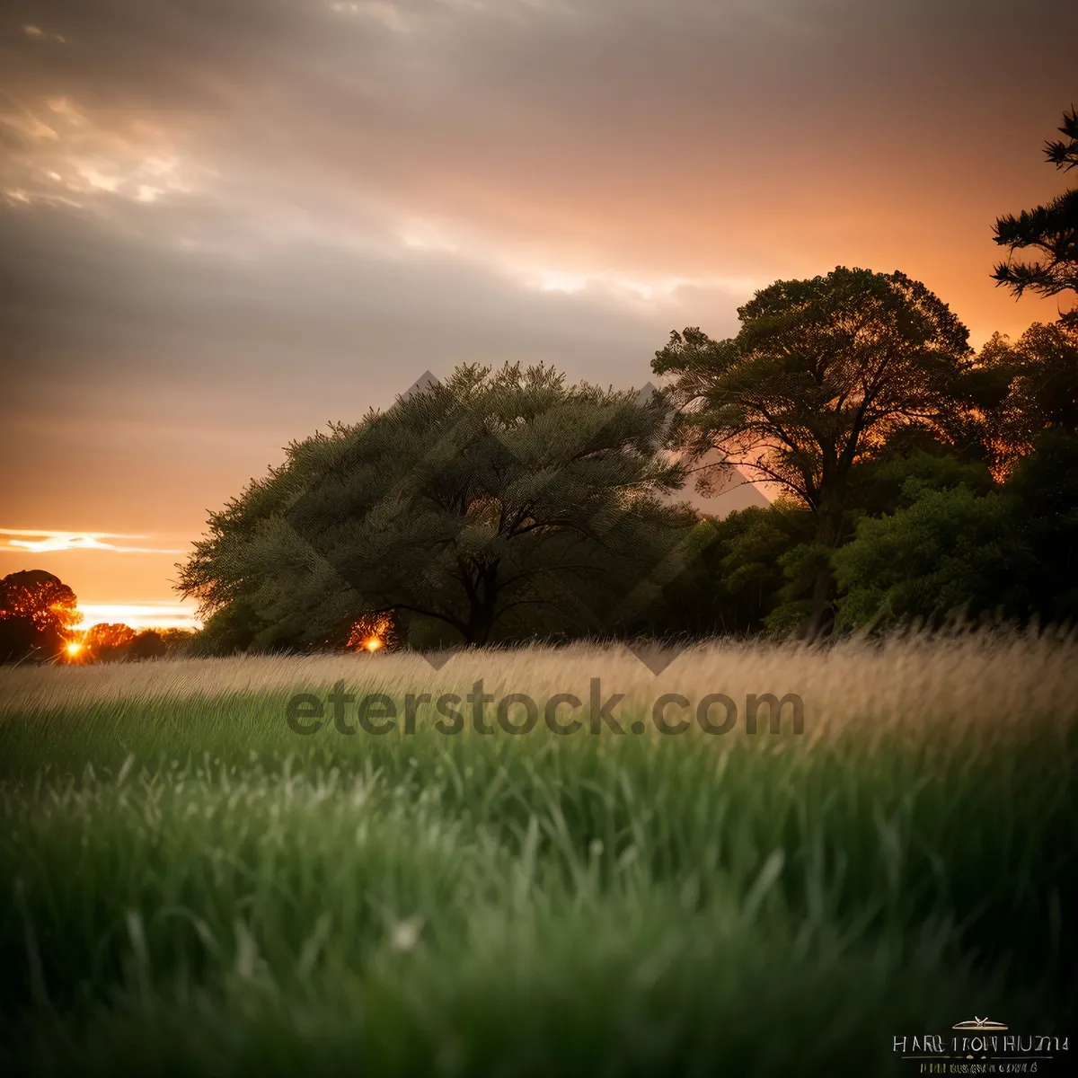 Picture of Serene Summer Sky Over Vast Grassland