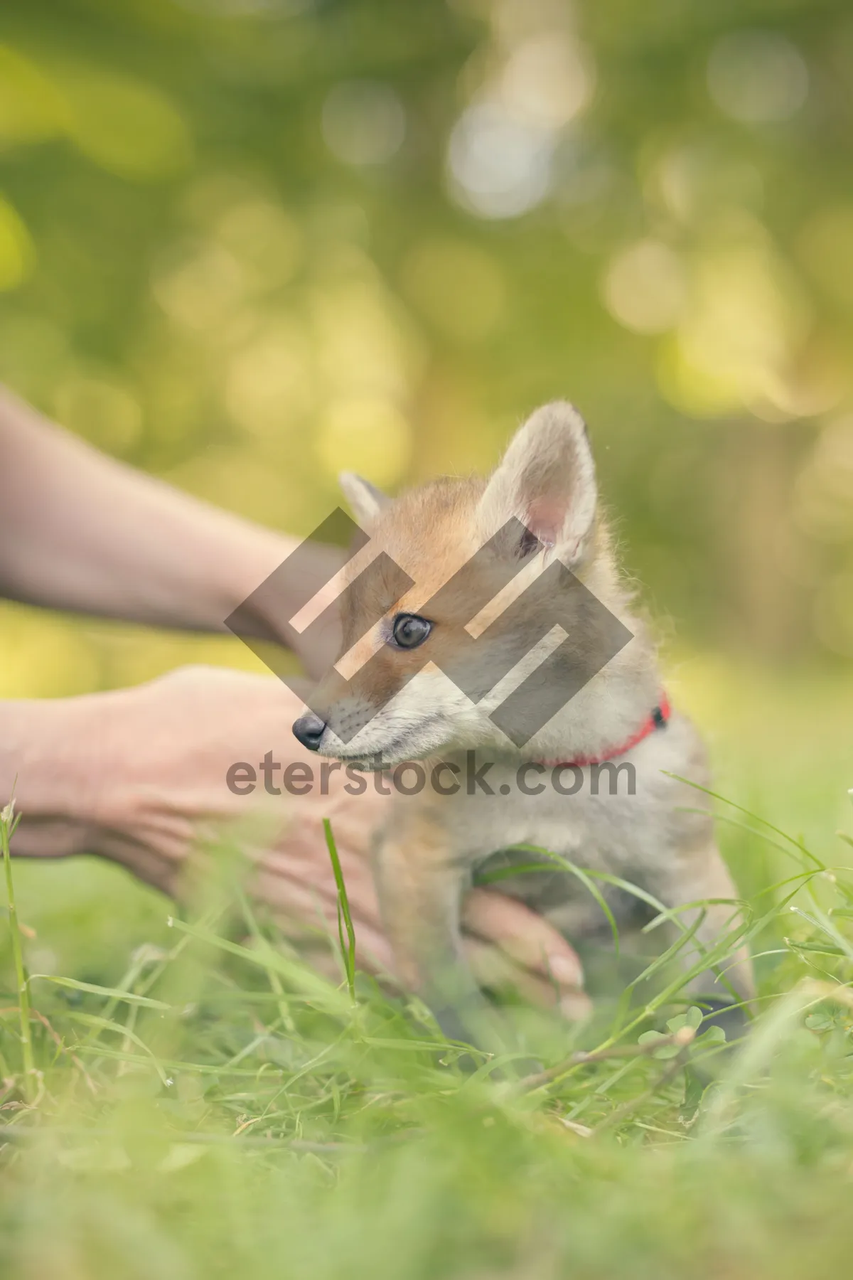 Picture of Happy red fox in grassy meadow