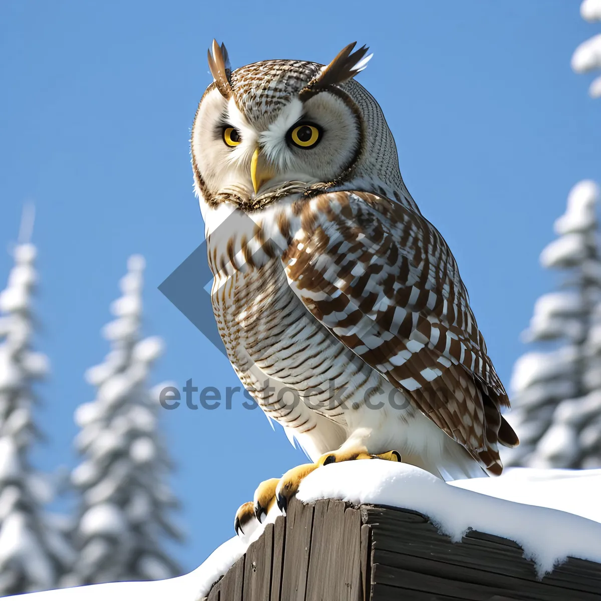 Picture of Intense Stare: Majestic Wildlife Bird In Yellow Plumage