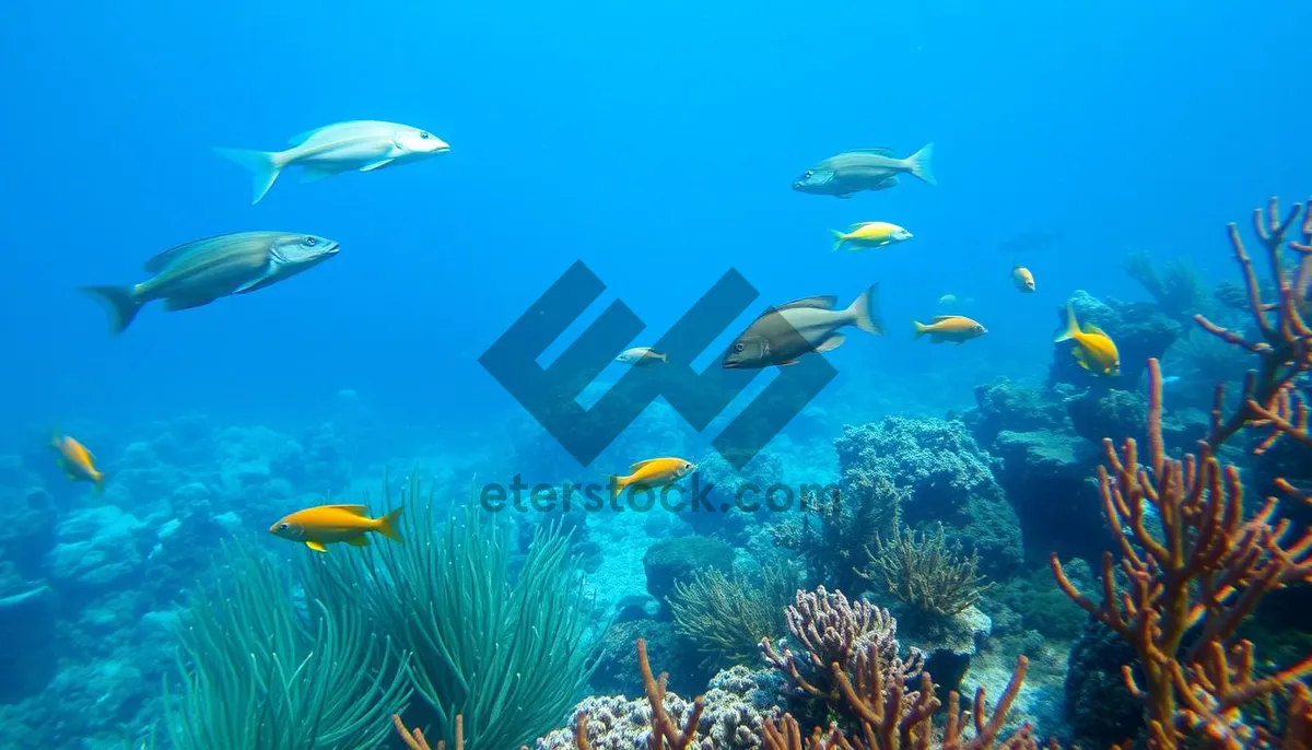 Picture of Colorful Fish Swimming in Tropical Coral Reef