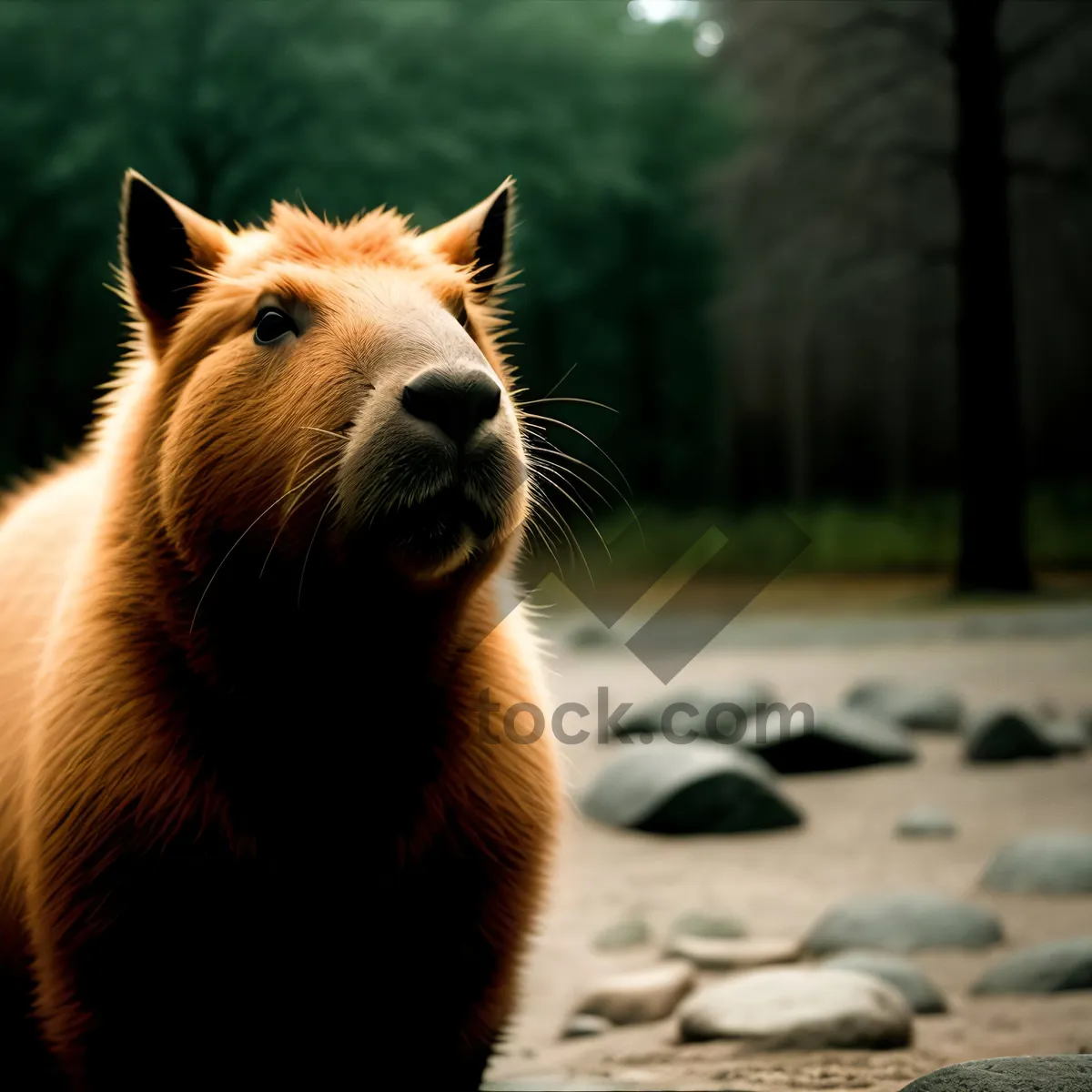 Picture of Majestic Brown Bear Roaming In Zoo