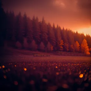 Sunset Skyline Reflecting on Forest Canopy
