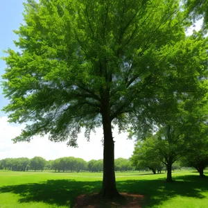 Serene Forest Landscape With Majestic Trees