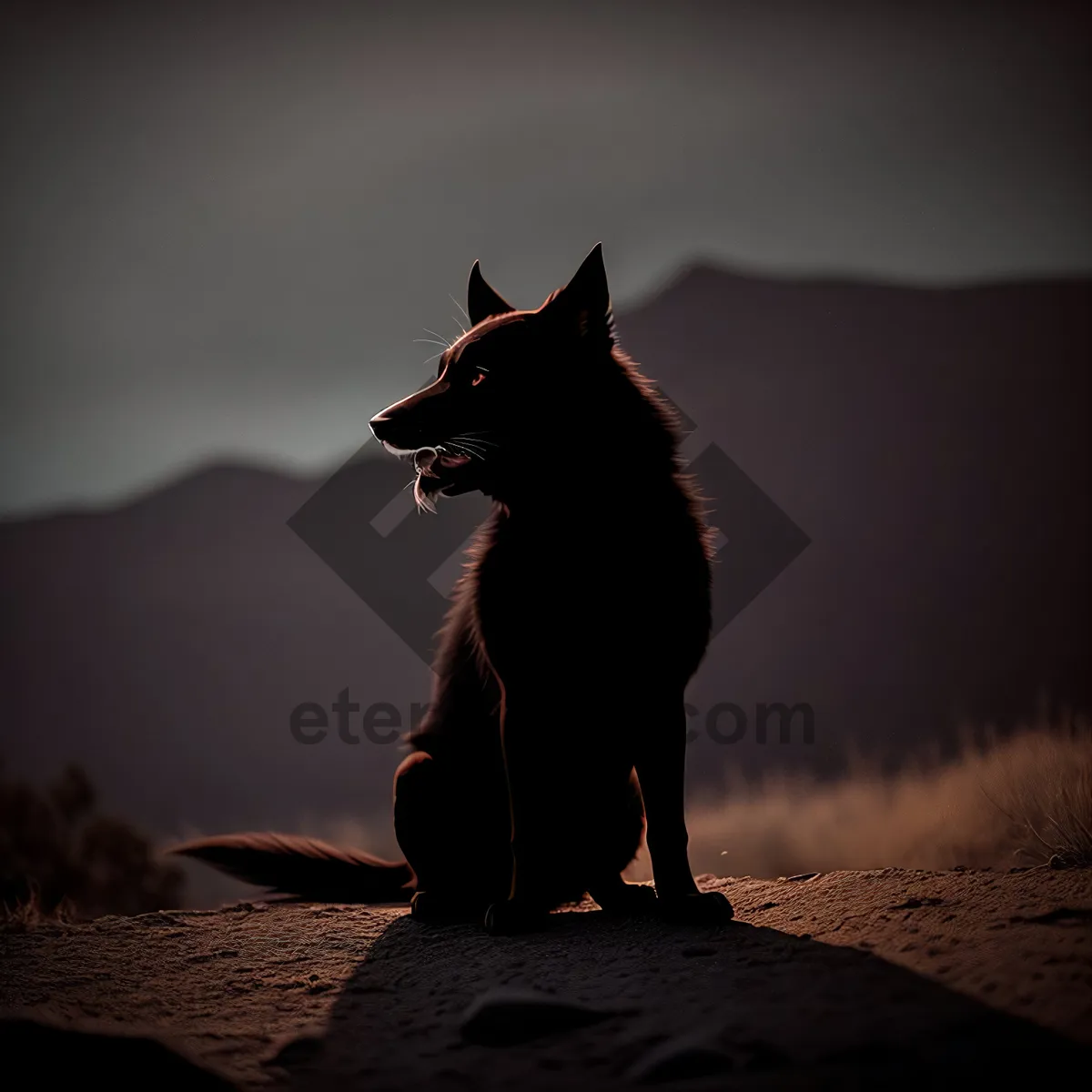 Picture of Silhouette of Shepherd Dog on Beach at Sunset