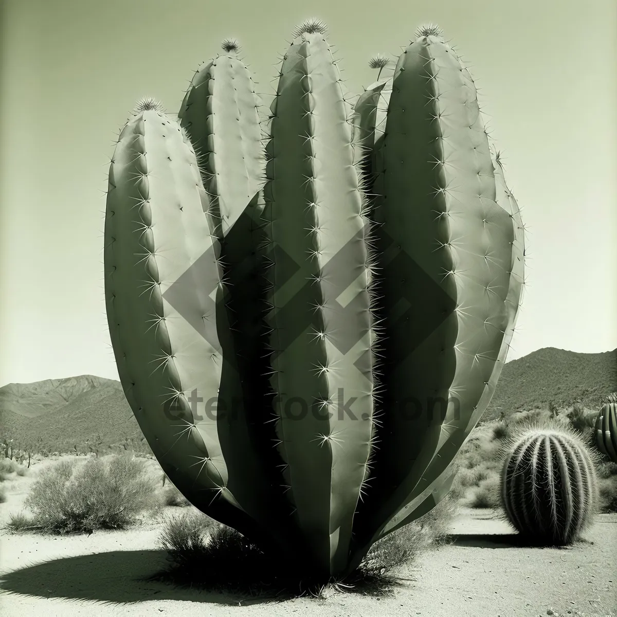 Picture of Quill Sea Plant in Desert Water