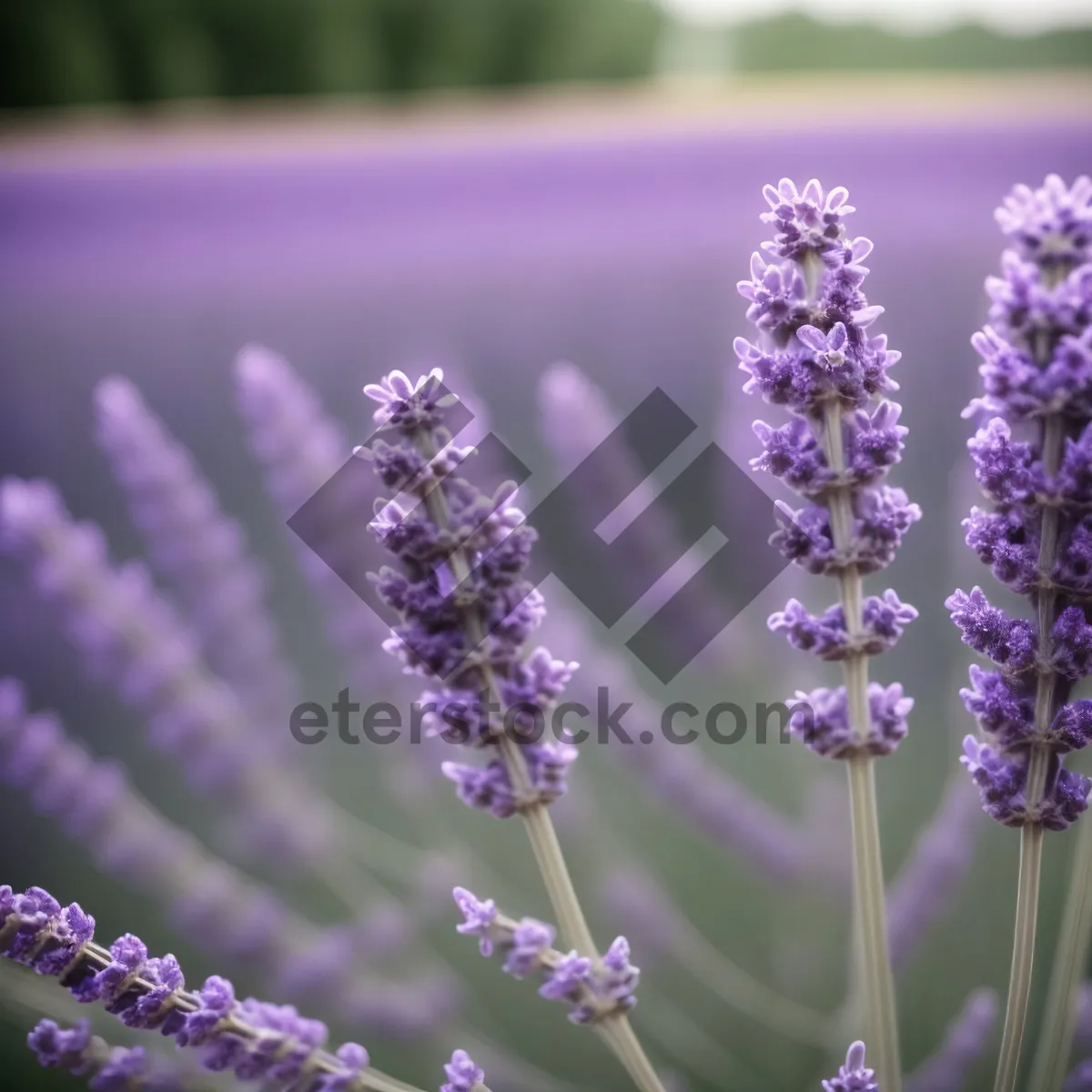 Picture of Lavender Blooms in Fragrant Gardens