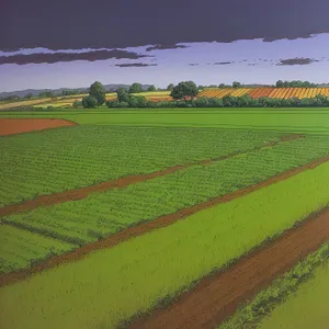 Serene Rural Landscape with Fields of Wheat and Rapeseed