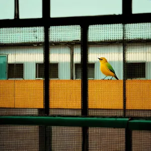 Colorful Bird Trio on Netting: Macaw, Parrot, and Toucan