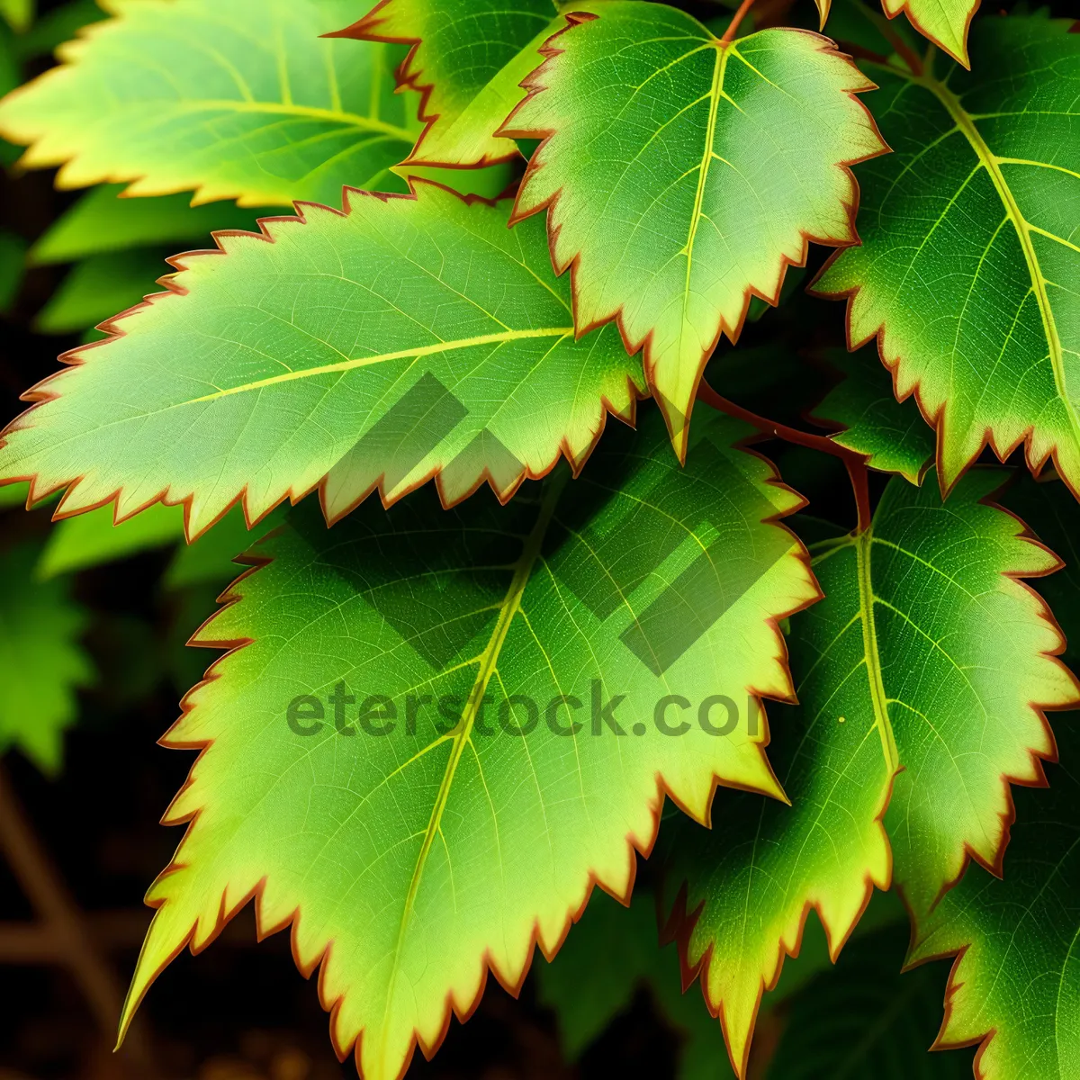 Picture of Vibrant Foliage in Sunlit Forest