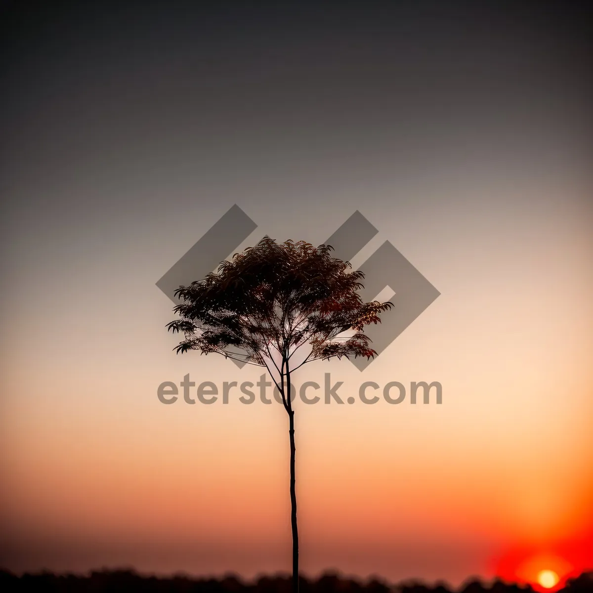 Picture of Sunlit Meadow: Oak Silhouette in Rural Landscape