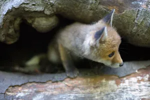 Cute Fur Canine Predator: Red Fox, Coyote, Kit Fox