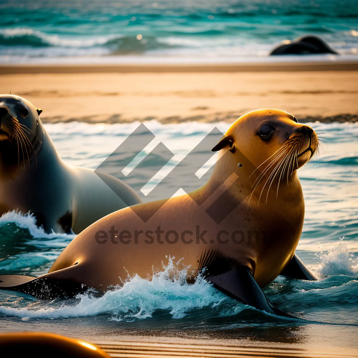 Picture of Playful Sea Lion Splashing in Ocean Waves