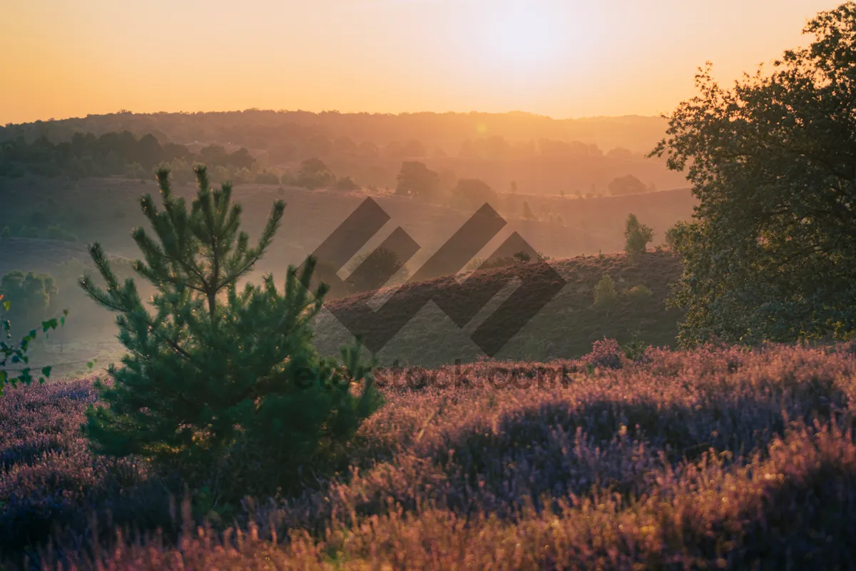 Picture of Autumn landscape with trees in national park.