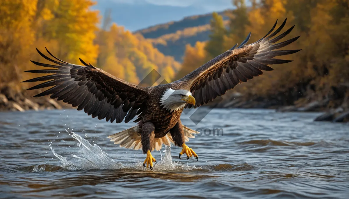 Picture of Bald eagle with sharp beak and piercing eyes