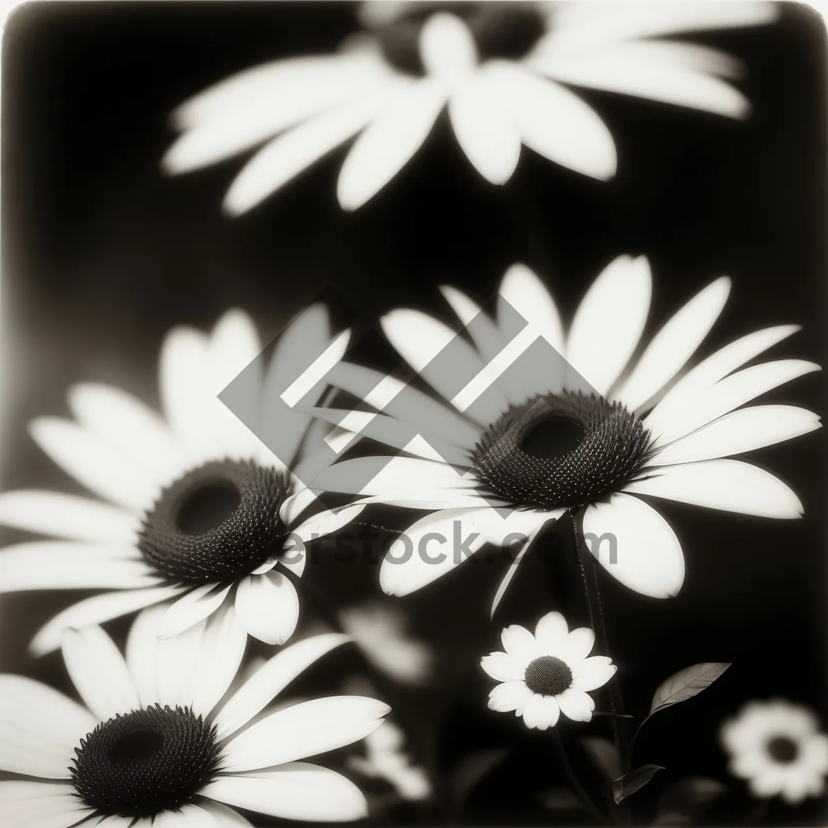 Picture of Sunlit Daisy Blossom in Vibrant Meadow