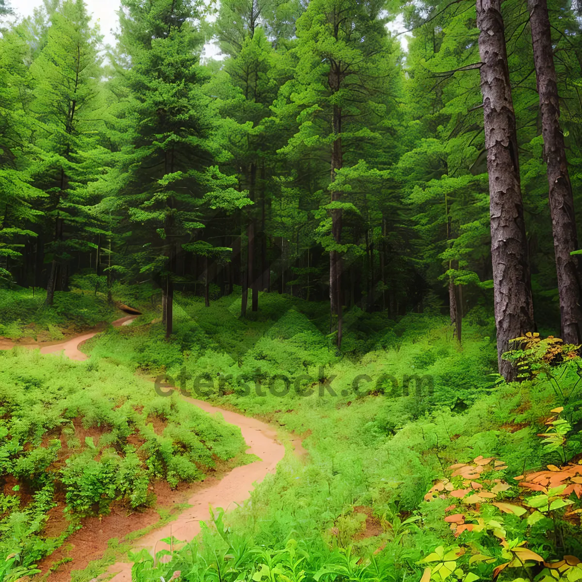 Picture of Sunny Woods Path through Leafy Green Foliage