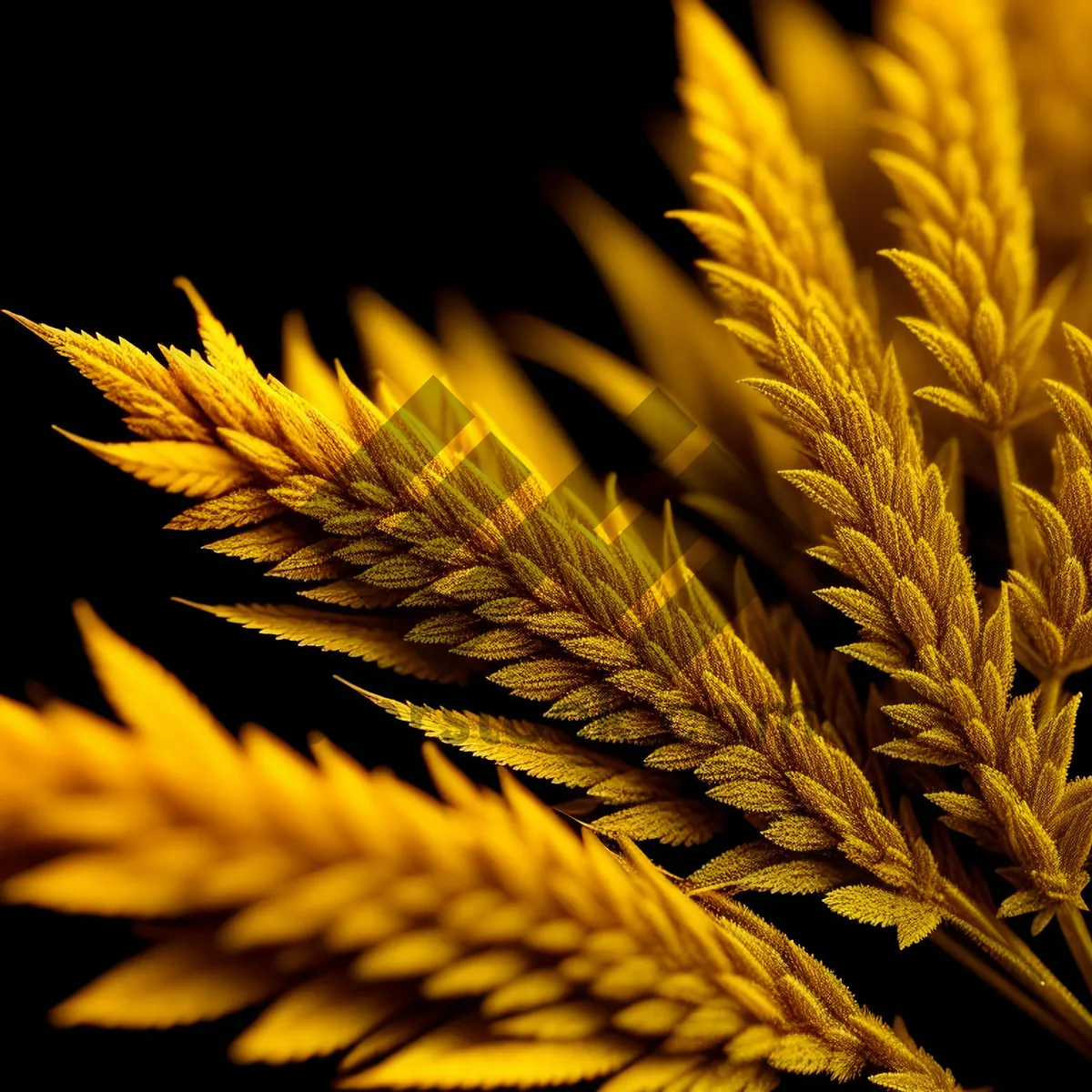 Picture of Golden Harvest in a Rural Cornfield