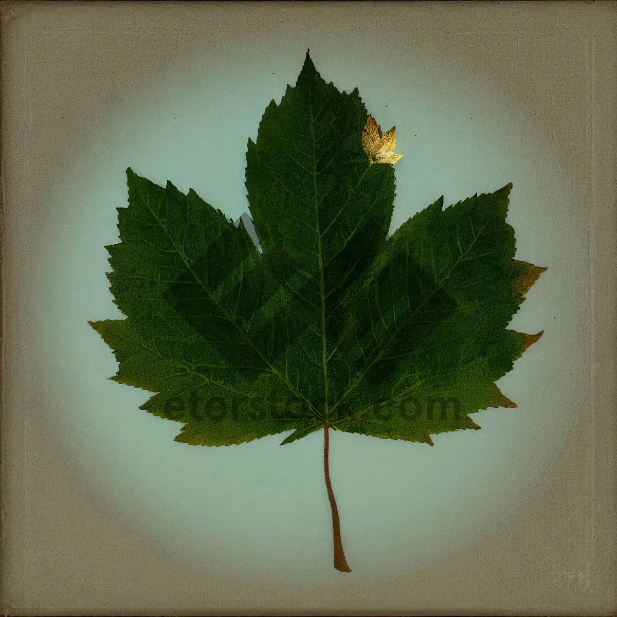 Picture of Maple Leaf in Vibrant Botanical Foliage