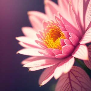 Vibrant Summer Lotus Bloom - Closeup Floral Detail