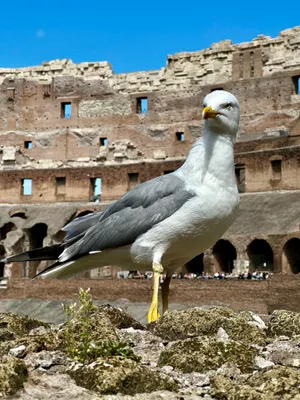 Statue of temple gull overlooking coastal architecture