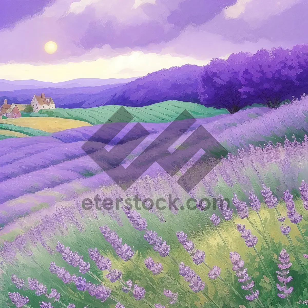 Picture of Lavender Field in Blooming Summer Meadow