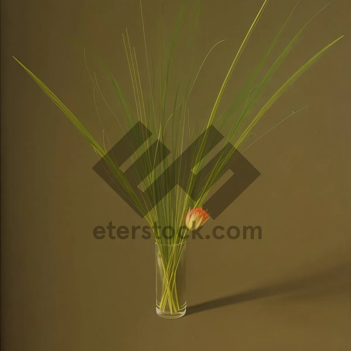 Picture of Wheat Walking Stick in Summer Field