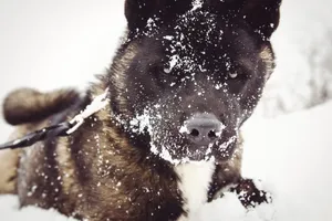 Adorable snow puppy with big brown eyes and furry coat