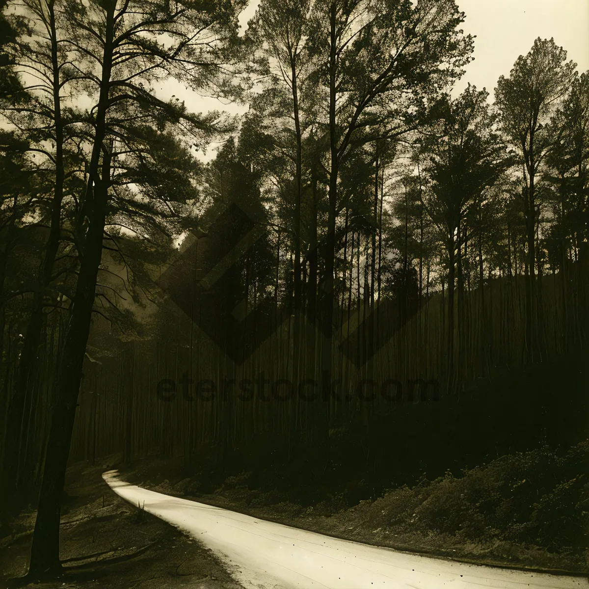 Picture of Autumn Path through Woodland Scenery