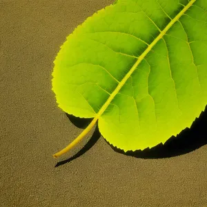 Vibrant Foliage: Autumn's Colorful Leaves and Wild Ginger