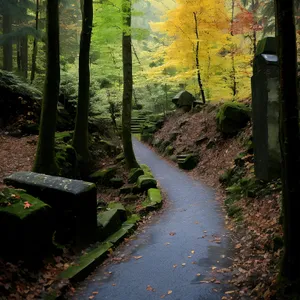 Serene Forestscape with Park Bench and Trees