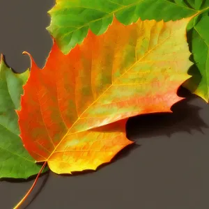 Vivid Autumn Foliage in Maple Forest