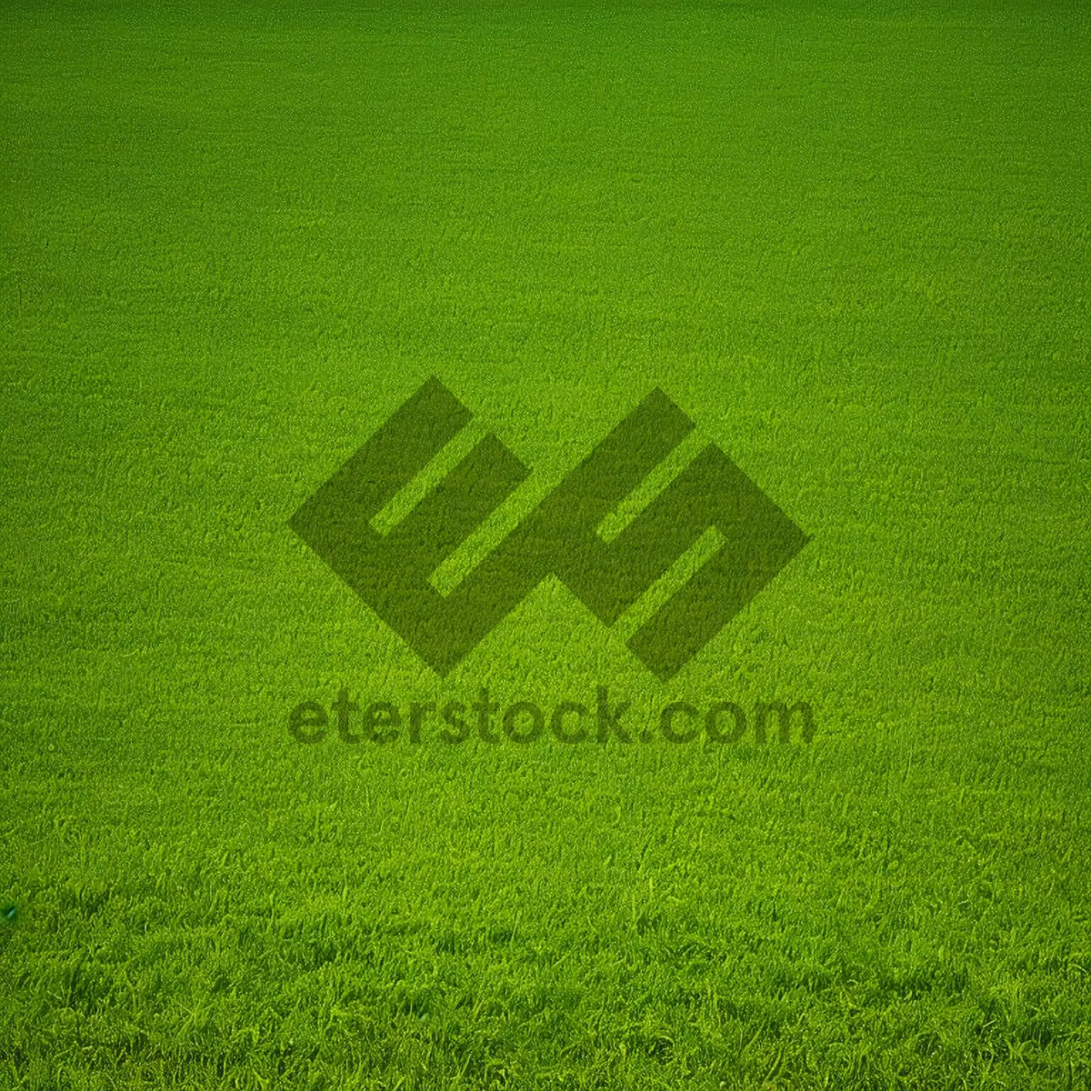 Picture of Lush Green Meadow with Textured Grass
