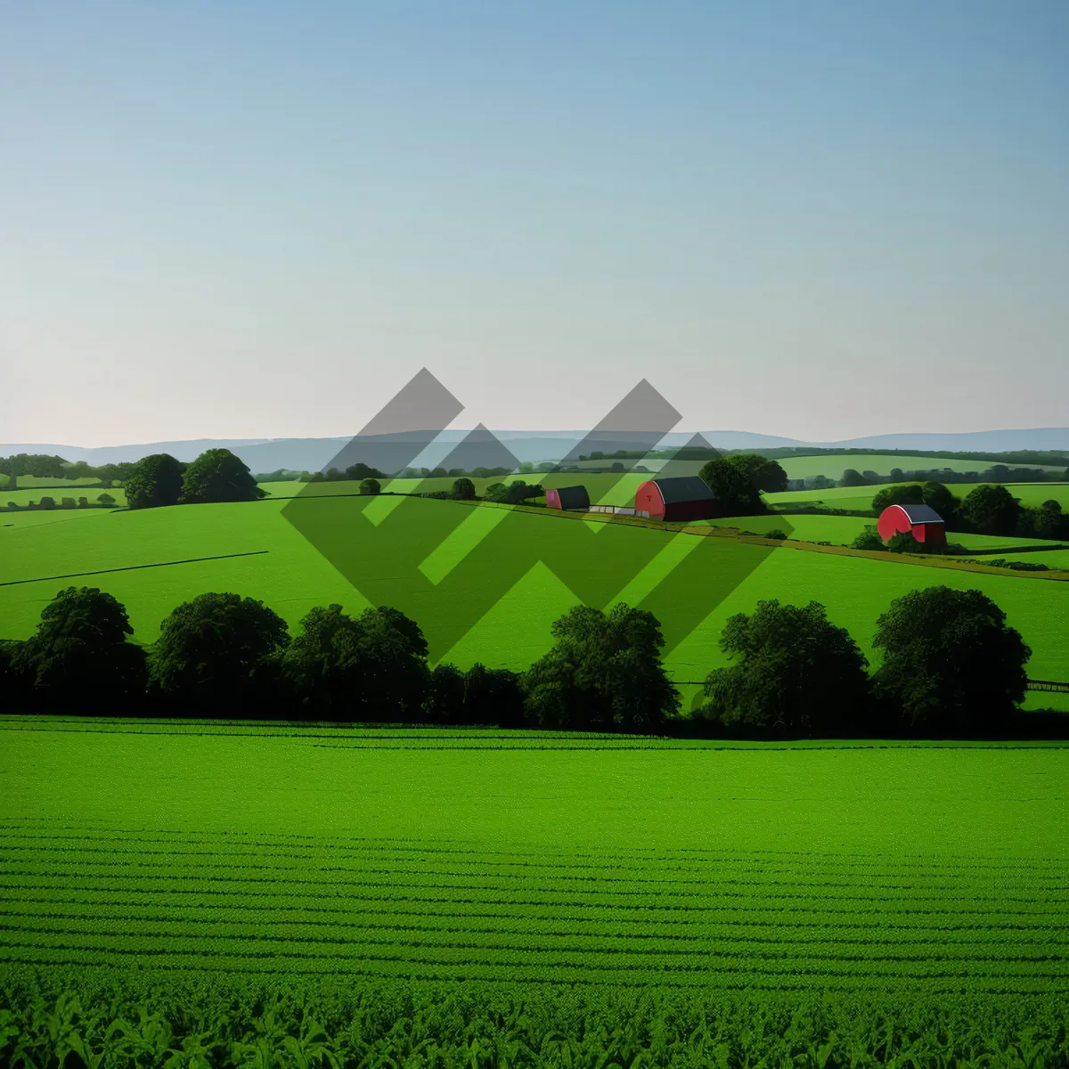 Picture of Sunlit Wheat Field in Rural Landscape