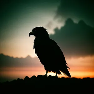 Glorious Sunset Silhouette of Majestic Vulture