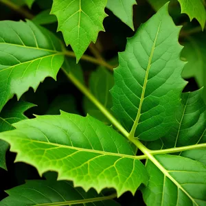 Bright Maple Leaf in Lush Woods