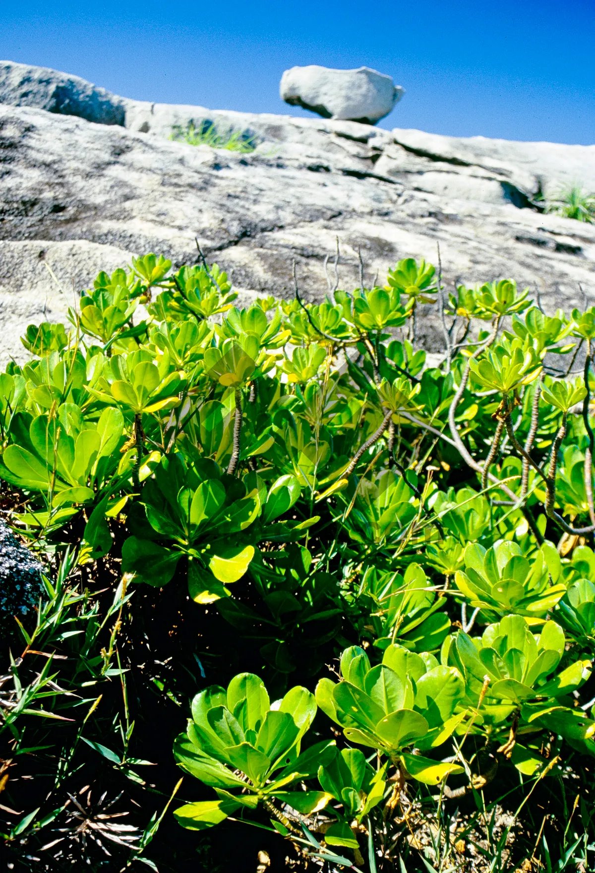 Picture of Summer Vegetable Garden in Rural Meadow Landscape. The colors and crystal clear water of the archipelago of the Similan Islands National Park, Thailand, Asia