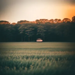 Sunny Fodder Field in Scenic Grassland