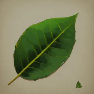 Vibrant Foliage: Wild Ginger and Taro Leaves in Close-Up