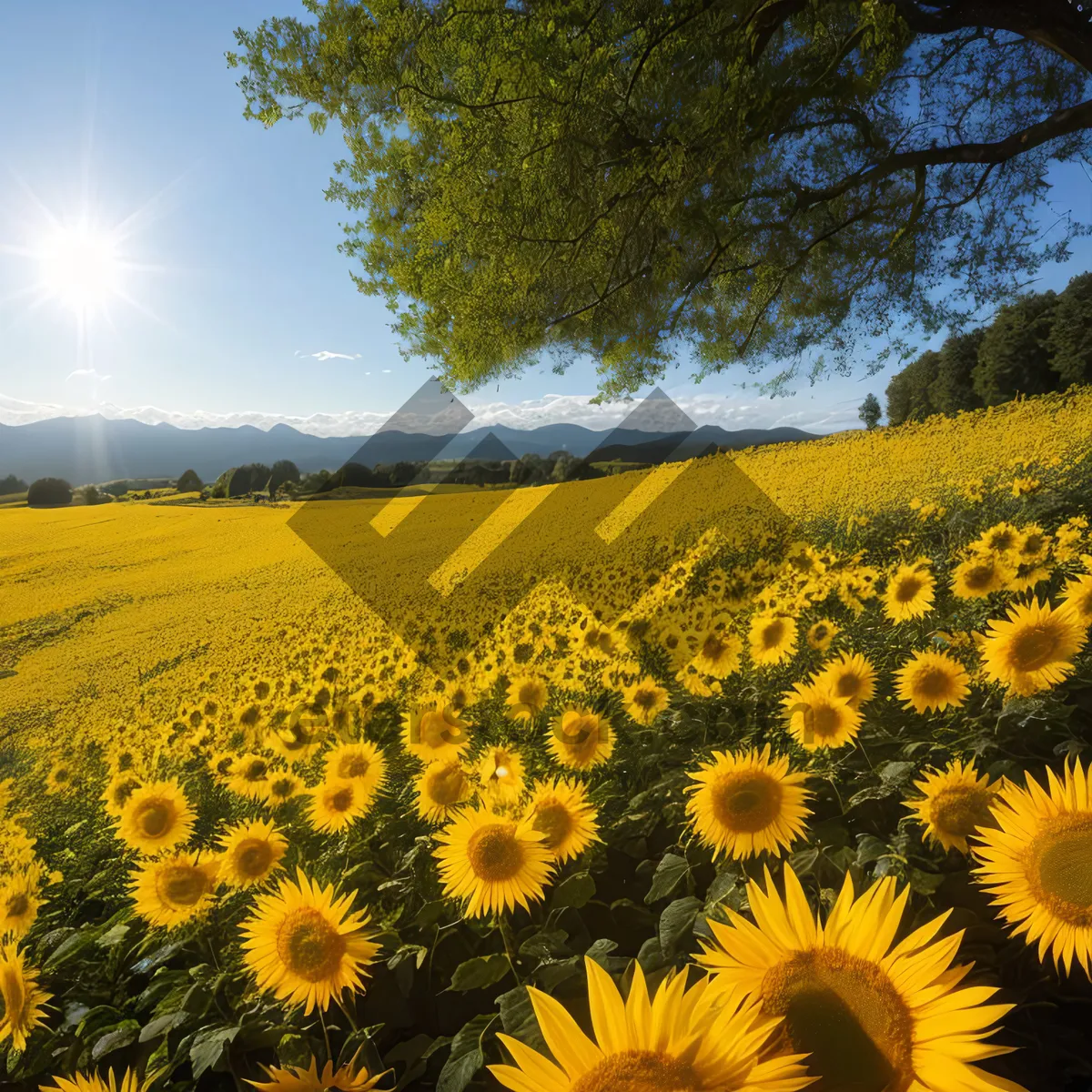 Picture of Vibrant Sunflower Field Under Clear Blue Sky