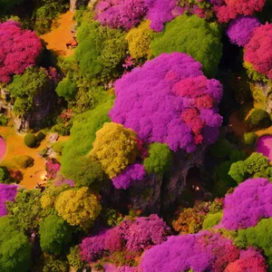 Colorful Yarrow Blooming in Garden
