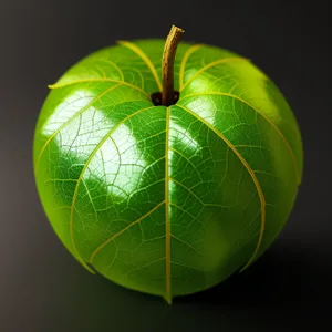 Juicy Apple - Fresh and Healthy Fruit