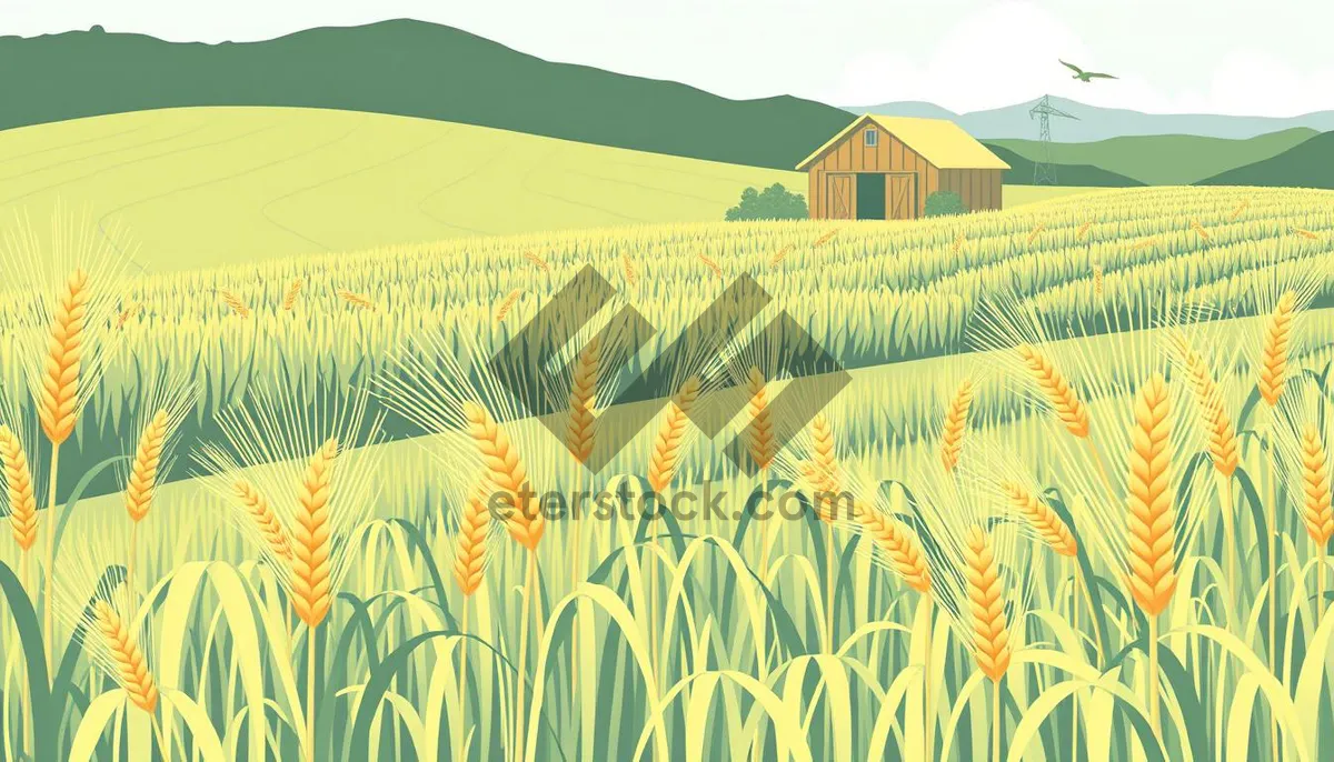 Picture of Rural landscape with wheat field under sunny sky